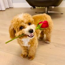 Best Quality male and female Maltipoo puppies for adoption