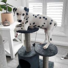 C.K.C MALE AND FEMALE DALMATIAN PUPPIES AVAILABLE