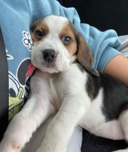 Cute Male and Female Beagle Puppies Up for Adoption...