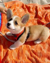 Cute Male and Female Pembroke Welsh Corgi Puppies Up for Adoption...