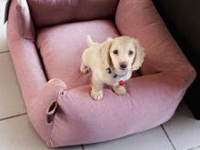 Dachshund Puppies Looking For New Homes