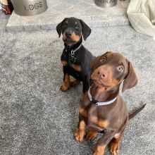 Dobermanpincher puppies (charles76will@gmail.com)