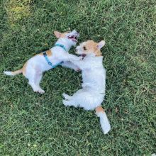 Excellence lovely Male and Female Jack Russel Puppies for adoption..[ davidjonese5690@gmail.com ]