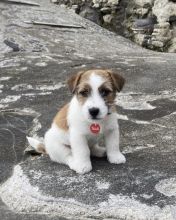 Excellence lovely Male and Female Jack Russel Puppies for adoption..[ davidjonese5690@gmail.com ]