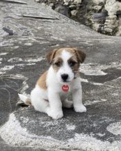 Excellence lovely Male and Female Jack Russel Puppies for adoption.