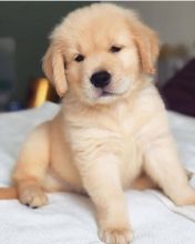 Golden Retriever puppies