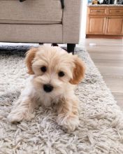 Havanese puppies for adoption