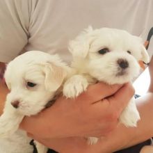 Maltese puppies for adoption