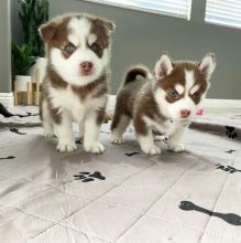 Pomsky puppies for rehoming