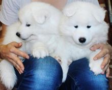 Samoyed puppies for adoption