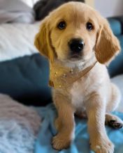 Super Cute male and female Golden Retriever puppies for adoption