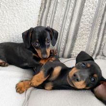 Tiny Dachshund puppies for rehoming
