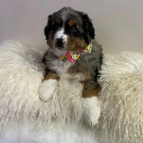 Australian shepherd puppies (thomasjefferson6754@gmail.com) Image eClassifieds4u