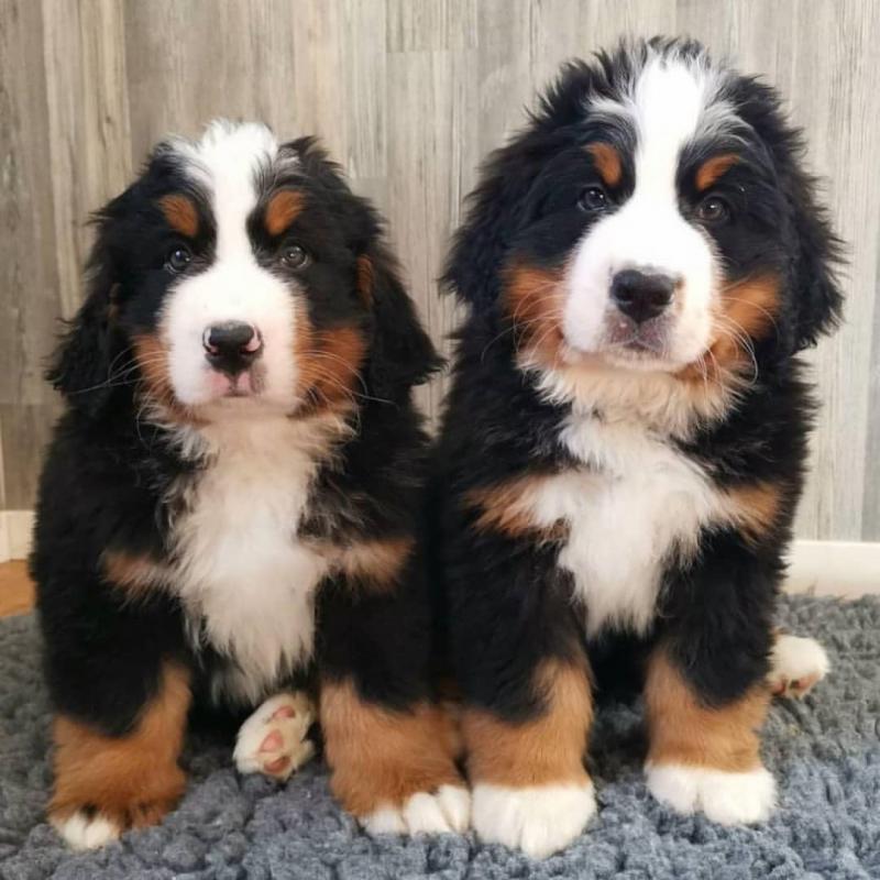 Bernese mountain puppies Image eClassifieds4u