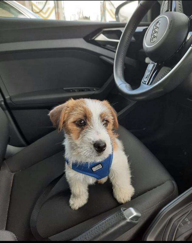 Excellence lovely Male and Female Jack Russel Puppies for adoption..[ davidjonese5690@gmail.com ] Image eClassifieds4u