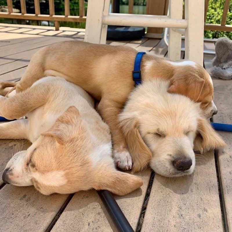 Golden Retriever puppies Image eClassifieds4u