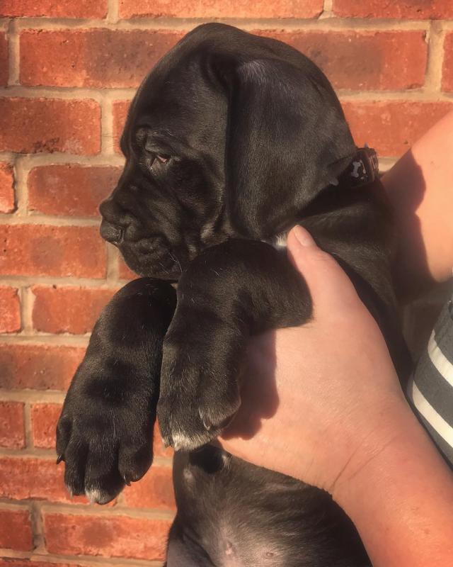 Greatdane puppies (williamscurtz39@gmail.com) Image eClassifieds4u