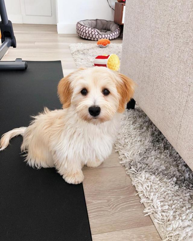 Havanese puppies for adoption Image eClassifieds4u