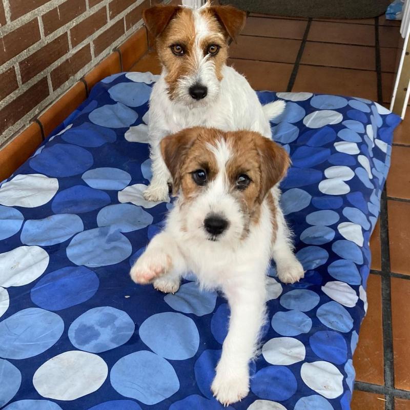 Jack Russel puppies (roybetty699@gmail.com) Image eClassifieds4u