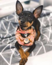 C.K.C MALE AND FEMALE MINIATURE PINSCHER PUPPIES AVAILABLE Image eClassifieds4U