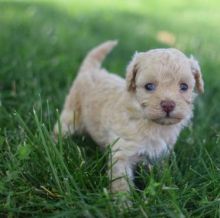 🐕💕 C.K.C POODLE PUPPIES 🥰 READY FOR A NEW HOME 💗🍀🍀 Image eClassifieds4u 1