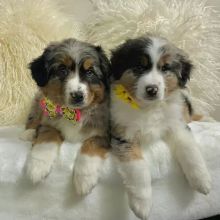 Australian shepherd puppies (thomasjefferson6754@gmail.com) Image eClassifieds4u 1