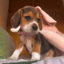 Beautiful Beagle pups for adoption Image eClassifieds4u 1