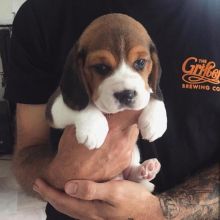 Beautiful Beagle pups for adoption Image eClassifieds4u 3