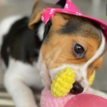 Beautiful Beagle pups for adoption Image eClassifieds4u 2