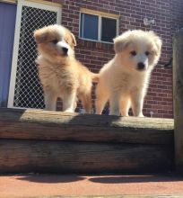 Beautiful Border collie puppies (steves85scott@gmail.com) Image eClassifieds4u 2