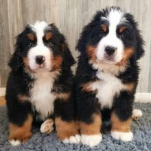 Bernese mountain puppies Image eClassifieds4u 1