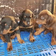 Dobermanpincher puppies (charles76will@gmail.com) Image eClassifieds4u 3