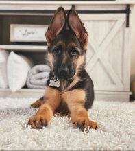 German shepherd puppies for rehoming Image eClassifieds4u 3