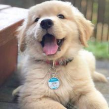 Golden Retriever puppies Image eClassifieds4u 2