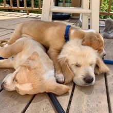 Golden Retriever puppies Image eClassifieds4u 3