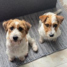 Jack Russel puppies (roybetty699@gmail.com) Image eClassifieds4u 2