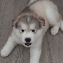 Malamute puppies (jonescurt85@gmail.com) Image eClassifieds4u 1
