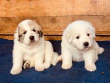 Pyrenees puppies (alexbethany8@gmail.com) Image eClassifieds4u 2