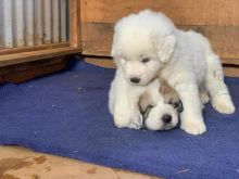 Pyrenees puppies (alexbethany8@gmail.com) Image eClassifieds4u 1