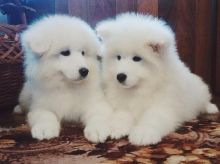Samoyed puppies for adoption Image eClassifieds4u 3