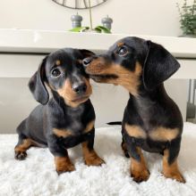 Tiny Dachshund puppies for rehoming Image eClassifieds4u 2