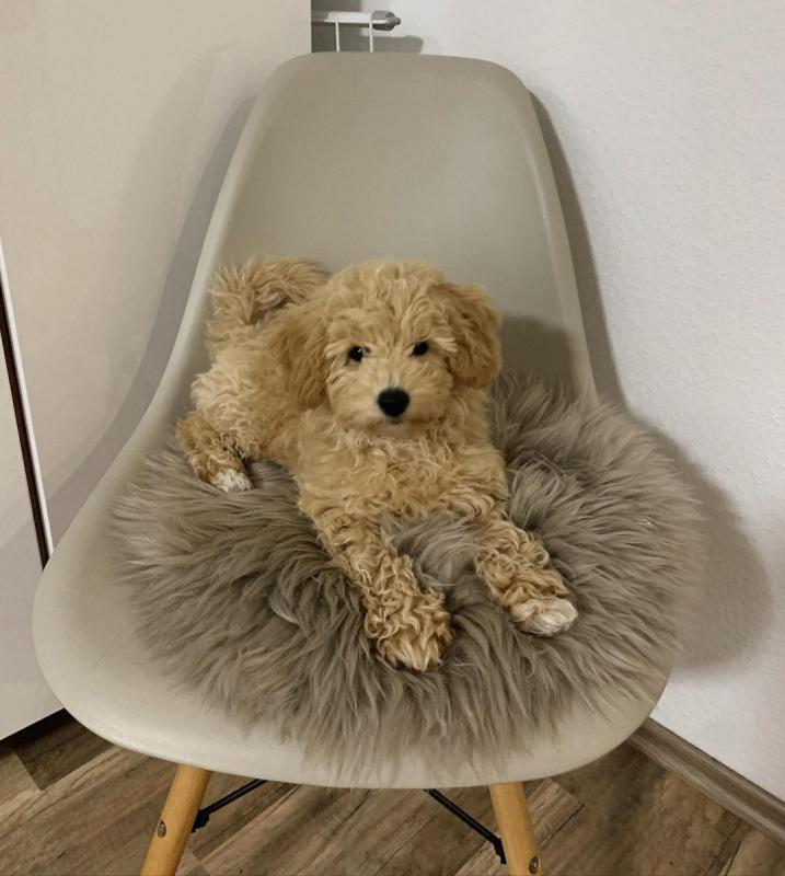 Maltipoo puppies for adoption Image eClassifieds4u