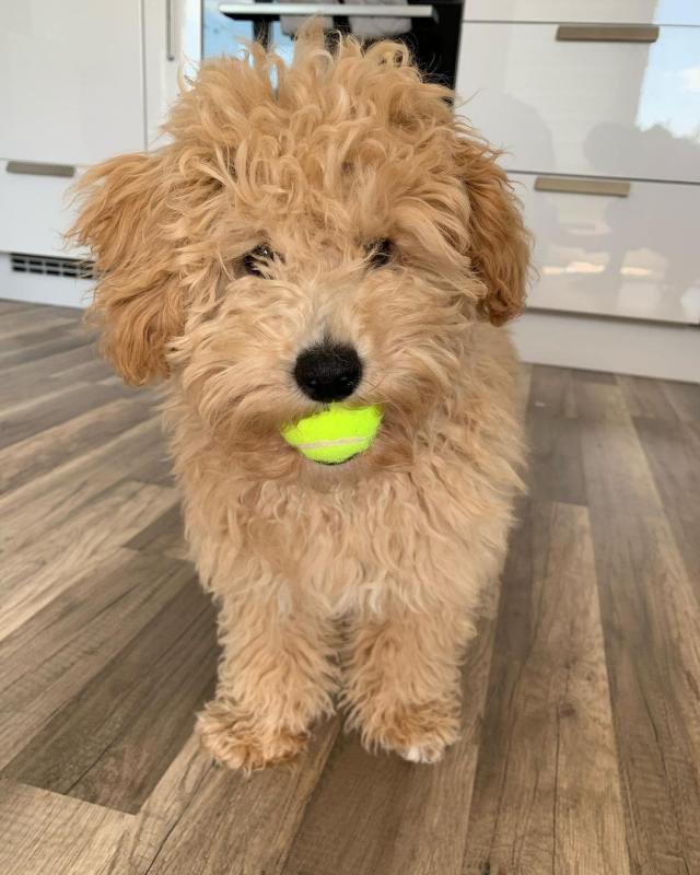 Maltipoo puppies for adoption Image eClassifieds4u