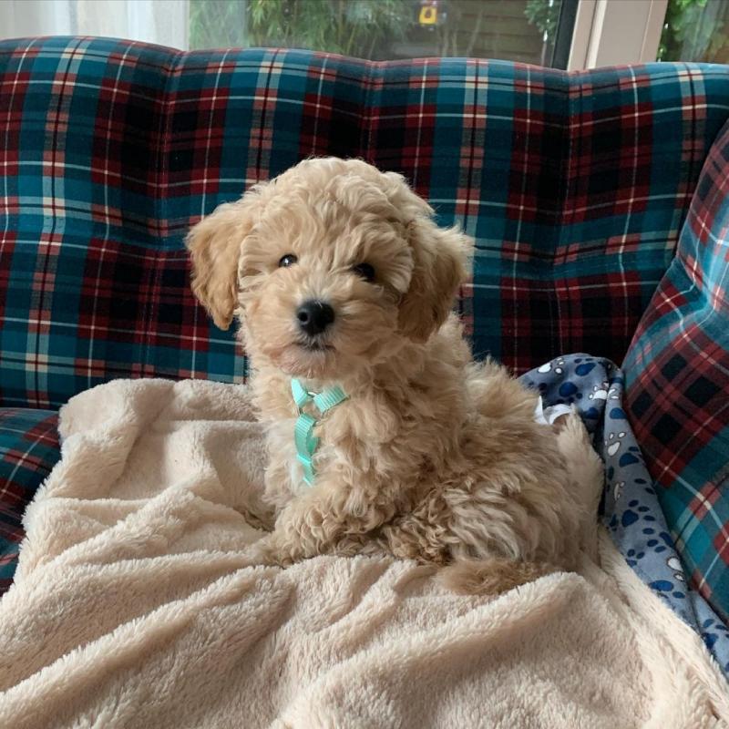 Maltipoo puppies for adoption Image eClassifieds4u