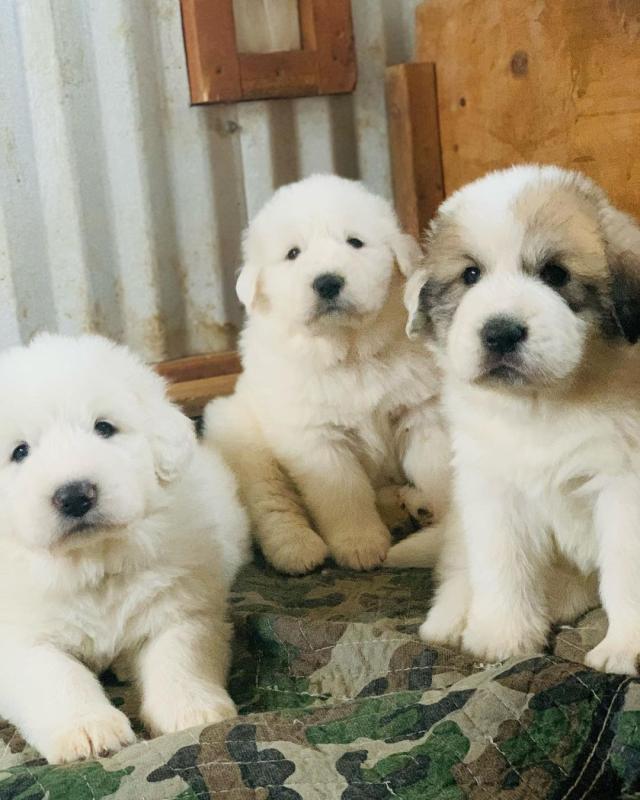 Pyrenees puppies (alexbethany8@gmail.com) Image eClassifieds4u