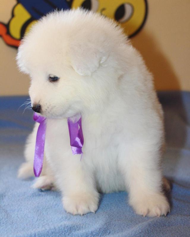 Samoyed puppies for adoption Image eClassifieds4u