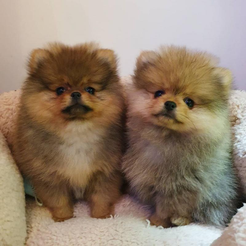 Teacup Pomeranian puppies Image eClassifieds4u