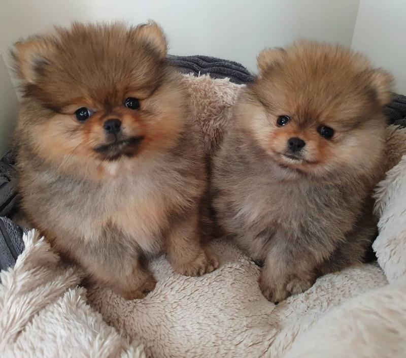 Teacup Pomeranian puppies Image eClassifieds4u