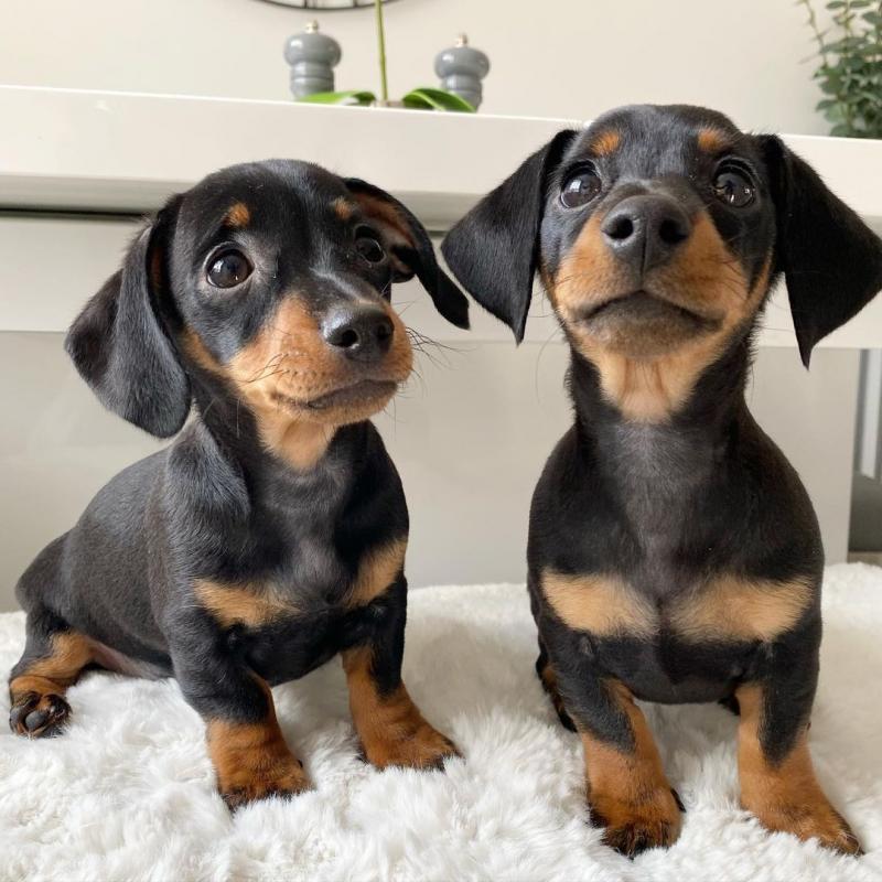 Tiny Dachshund puppies for rehoming Image eClassifieds4u