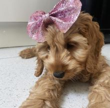 Excellence lovely Male and Female Toy Poodle Puppies for adoption..